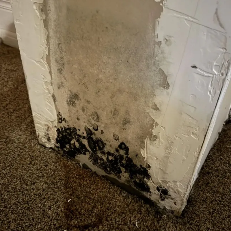 Professional Mold Removal in White Sulphur Springs, WV